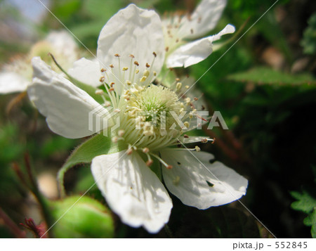 クサイチゴの花が咲いたよ 552845