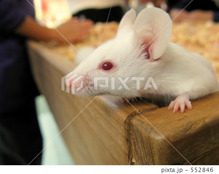 赤い目の白い鼠の写真素材