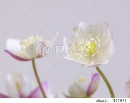 ニリンソウ 552971