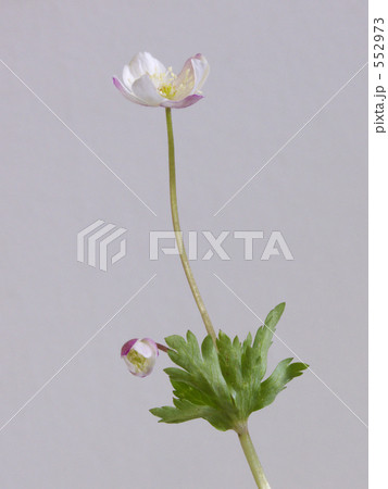 ニリンソウ 552973