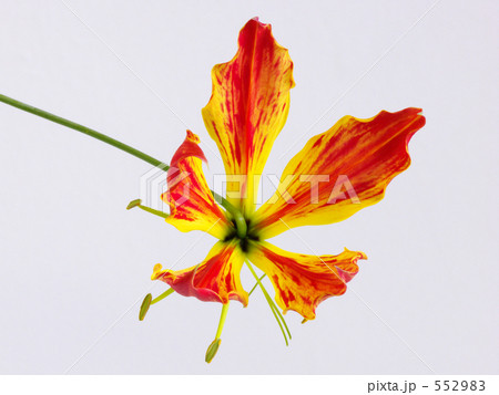 グロリオーサ 552983