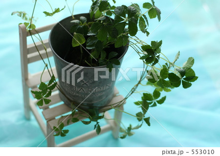 観葉植物 シュガーバイン2 観葉植物 シュガーバイン2 553010