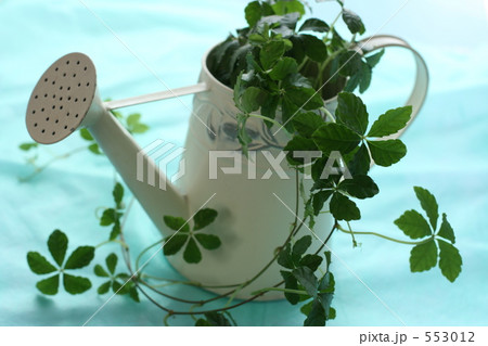 観葉植物　シュガーバイン４ 553012