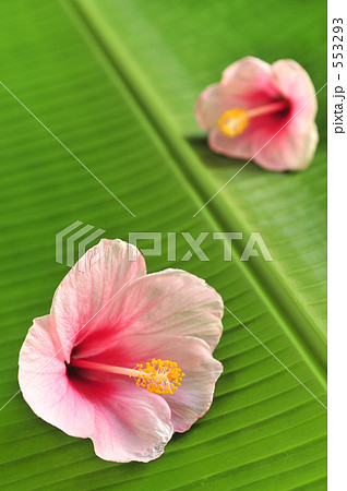 ハイビスカスの花をバナナの葉に飾る 553293