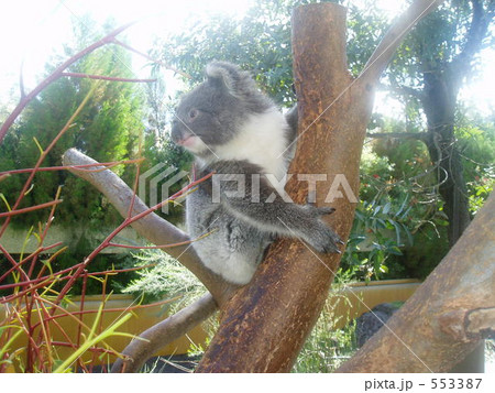 オーストラリアのコアラ2 553387