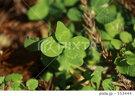四葉のクローバー 四葉のクローバー 553444