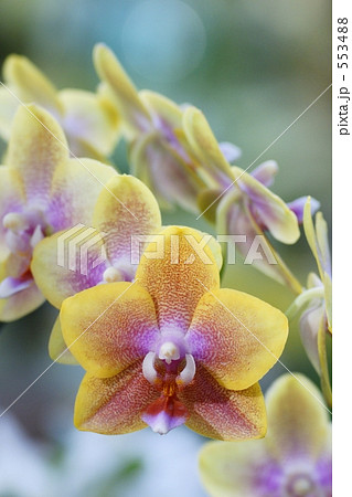 美しく端正な花 553488