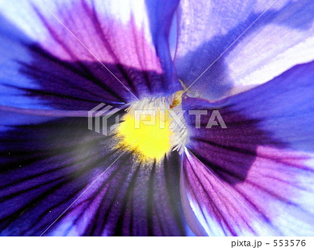 パンジーのアップ 553576