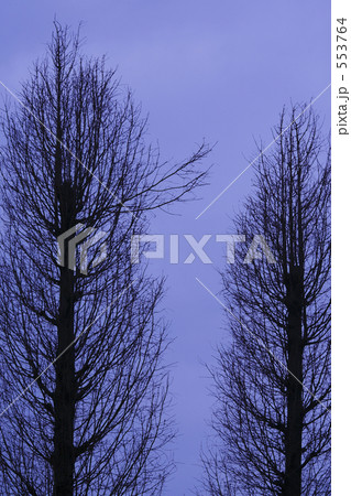 冬空とポプラ並木 冬空とポプラ並木 553764