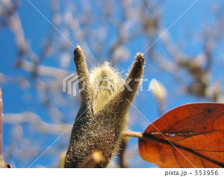 12月のハクモクレン 12月のハクモクレン 553956