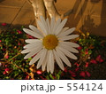 マーガレット 554124