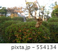 季節はずれの蝉の抜け殻 554134