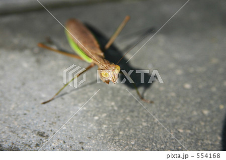 睨むカマキリ 554168