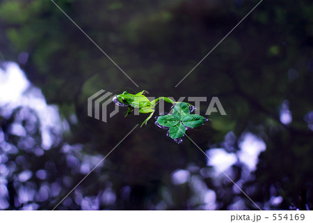 幸せカエル 554169