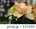 poinsettia 2 554305