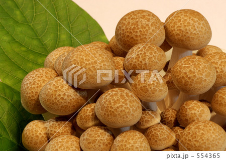 ぶなしめじ 554365