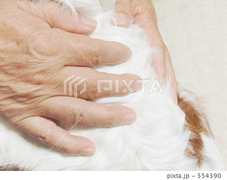 犬を撫でるシニアの手 554390
