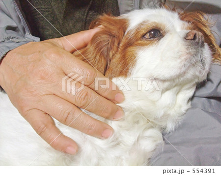 犬を撫でるシニアの手の写真素材