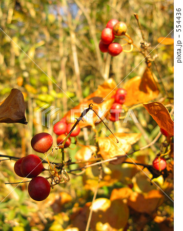 赤い実のサルトリイバラ 554436