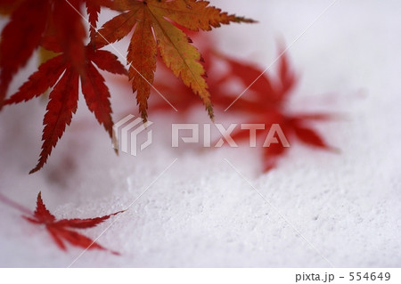 もみじ 554649