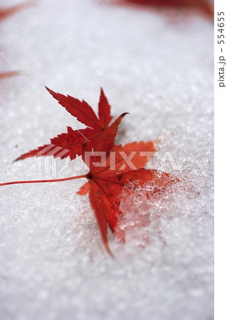 紅葉3 紅葉3 554655