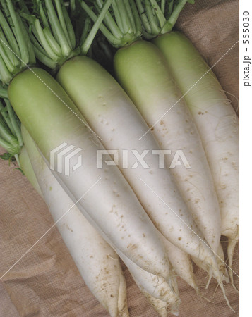 大根収穫 大根収穫 555030