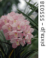 ORCHID 1 555038