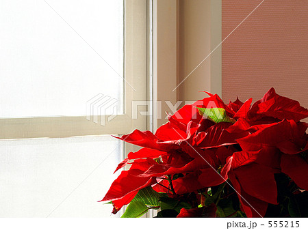 窓辺のポインセチア 555215