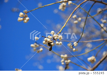 ナンキンハゼの実 555245