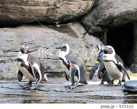 ペンギン ペンギン 555315