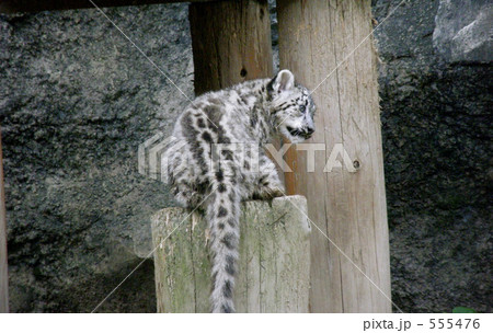 ゆきひょう（赤ちゃん） 555476