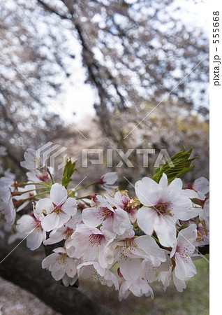 桜 桜 555668