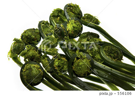 こごみ こごみ 556106