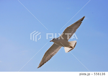 青空へ飛立つ 556136