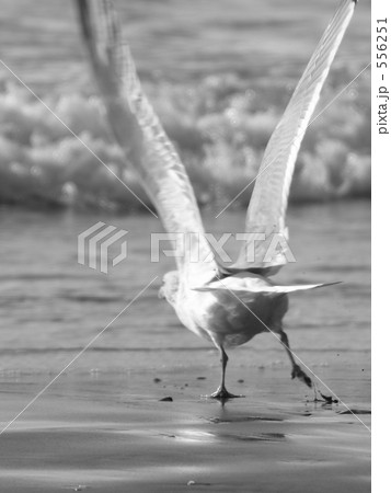 V字の翼 V字の翼 556251