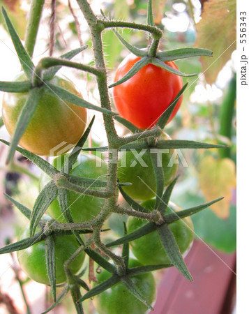 ミニトマト ミニトマト 556343