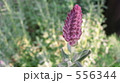 ラベンダーの花 556344