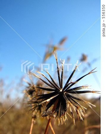 コセンダンクサ 556350