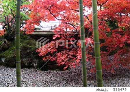 箱根美術館の紅葉 箱根美術館の紅葉 556475