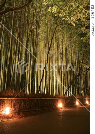 嵐山花灯路～竹林の小道 556482