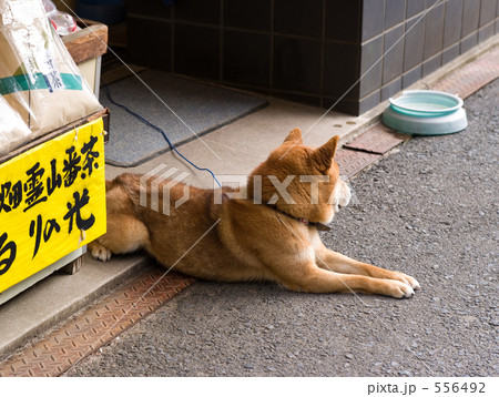 「また来てね！」 556492