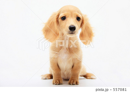 ミニチュアダックス 557081