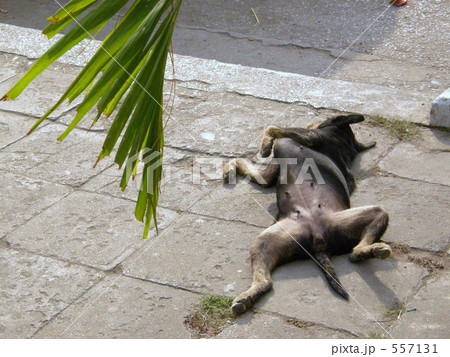 寝そべる犬　relax 557131