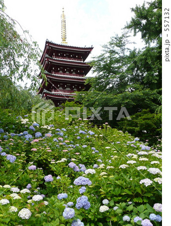 本土寺の紫陽花 557132