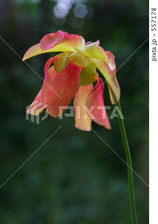 サラセニアの花の写真素材