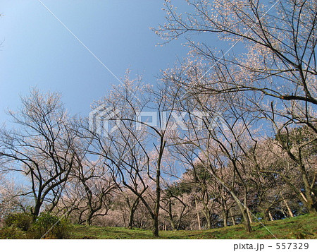 吉野梅郷 梅の公園 吉野梅郷 梅の公園 557329
