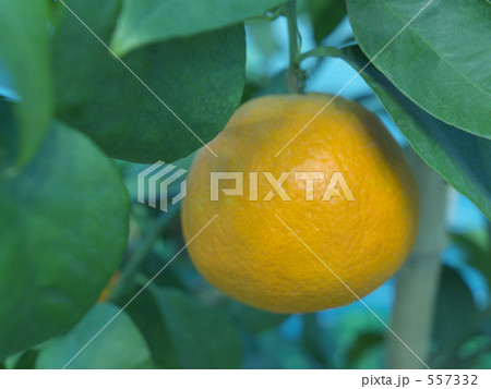 紅まどんな 557332