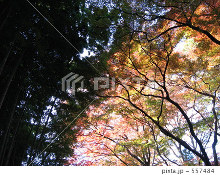 殿ヶ谷戸庭園の紅葉 557484