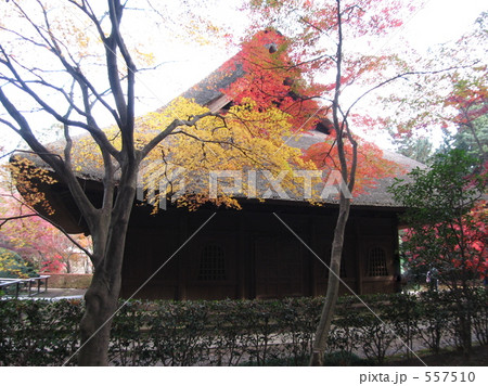 平林寺の紅葉 平林寺の紅葉 557510