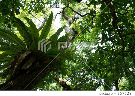 熱帯のジャングル 熱帯のジャングル 557528